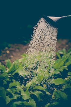 Watering can pouring water over green leafy plants in a garden.