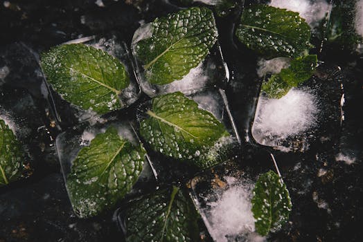 Close-up of mint leaves encapsulated in ice cubes, creating a refreshing and cool visual.